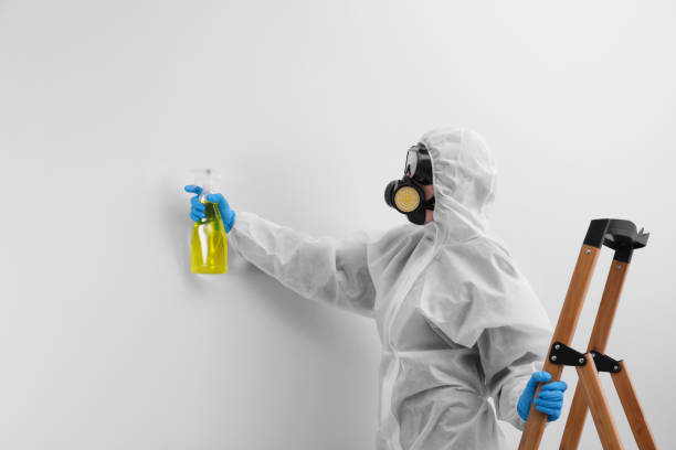 Best Mold Removal for HVAC Installations in Collinsville, CT